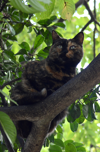 サビ猫　べっこう猫