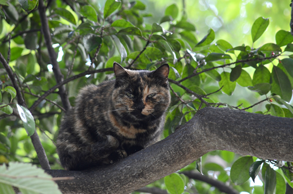 サビ猫　べっこう猫