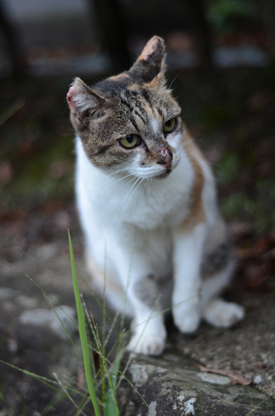 縞三毛猫　サイちゃん