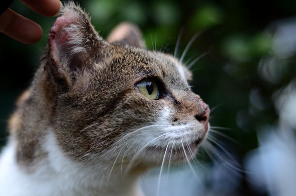 縞三毛猫　サイちゃん