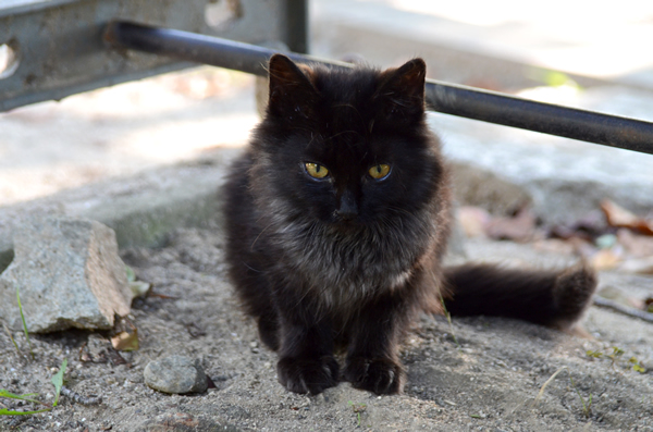 黒猫　子猫