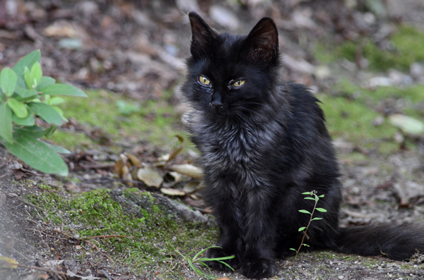 黒猫　子猫