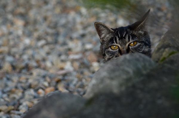 キジトラ猫　子猫