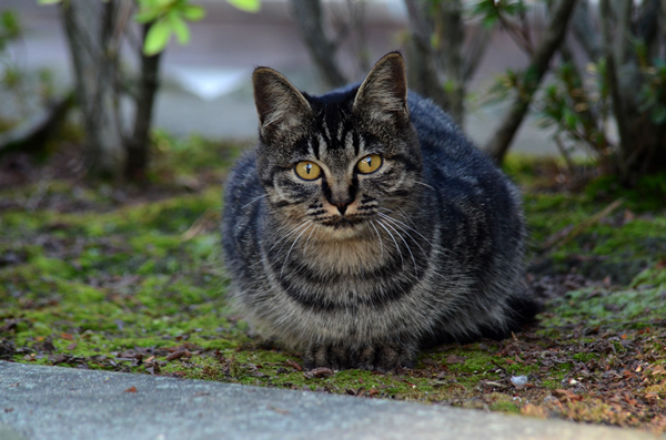 キジトラ猫　子猫