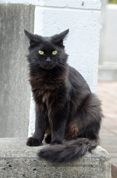 黒猫　長毛