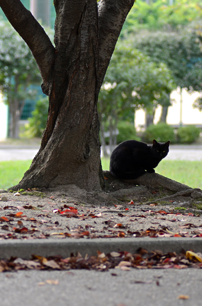 黒猫