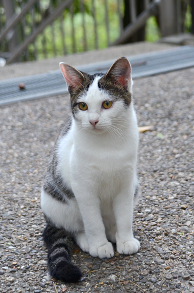 キジ白猫　子猫　なっちゃん