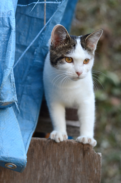 キジ白猫　子猫　なっちゃん