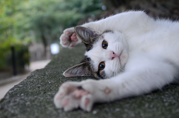 キジ白猫　子猫　なっちゃん