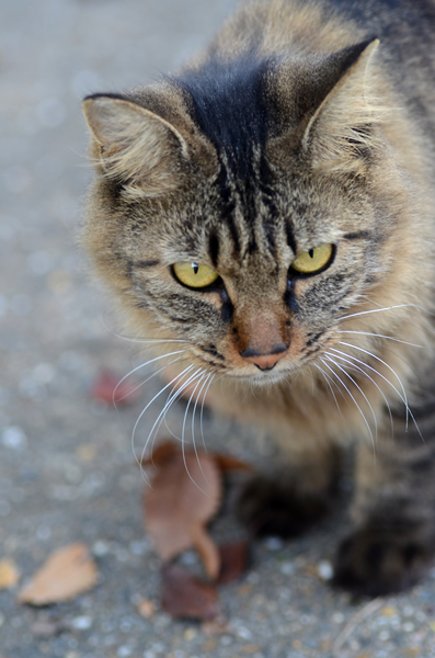 キジトラ猫　長毛