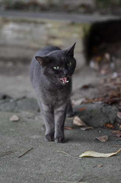 グレースモーク猫