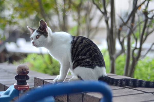 キジ白猫　子猫　なっちゃん