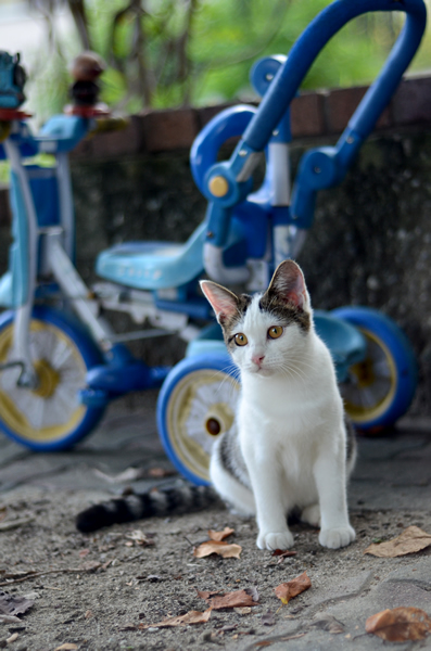 キジ白猫　子猫　なっちゃん