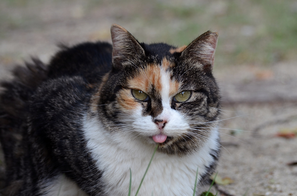 縞三毛猫