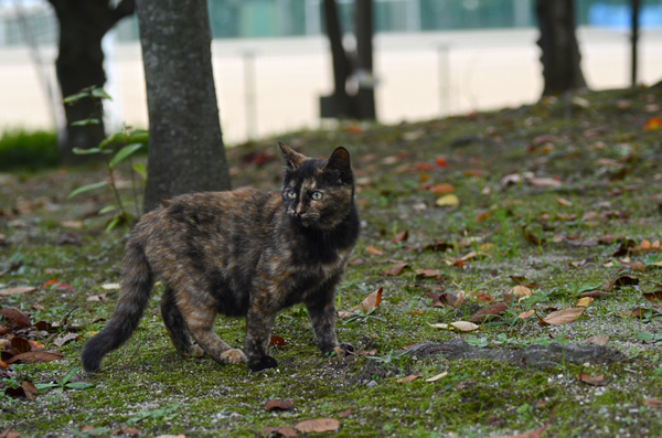 サビ猫　べっこう猫　子猫