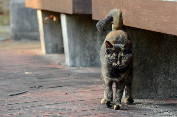 サビ猫　べっこう猫　子猫