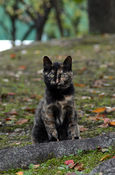 サビ猫　べっこう猫　子猫