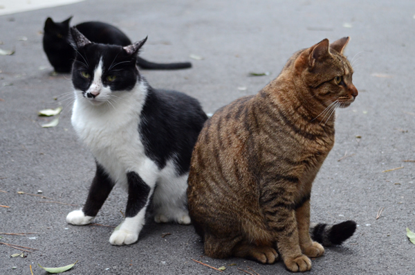 黒猫　はちわれ猫　キジトラ猫