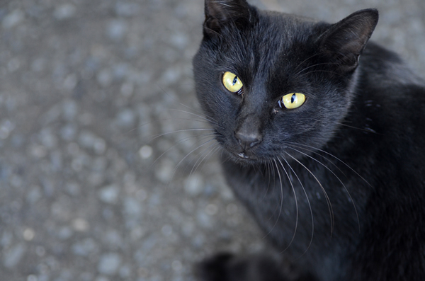 黒猫　はちわれ猫　キジトラ猫