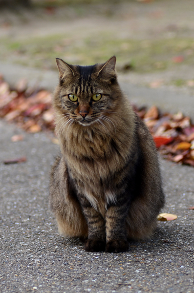 キジトラ猫　長毛　落ち葉