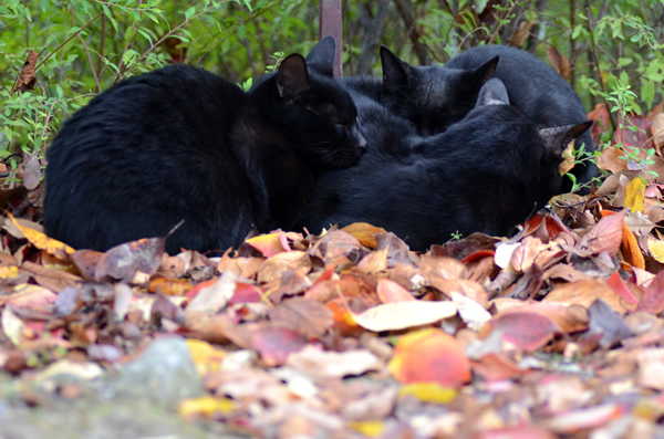 黒猫　落ち葉