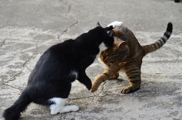 キジトラ猫　はちわれ猫