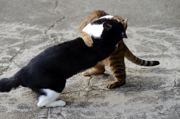 キジトラ猫　はちわれ猫