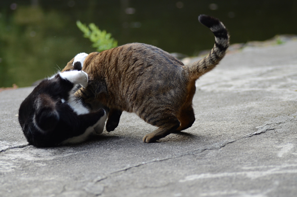 キジトラ猫　はちわれ猫