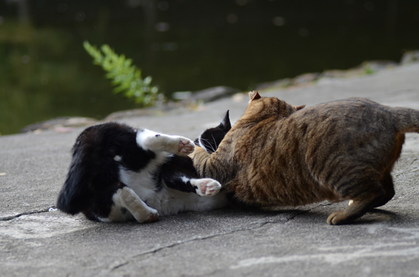 キジトラ猫　はちわれ猫