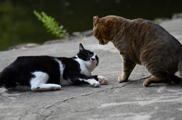 キジトラ猫　はちわれ猫