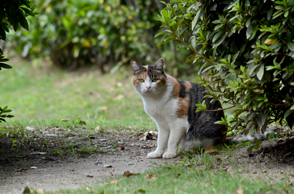 縞三毛猫