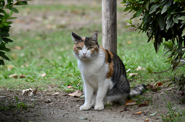 縞三毛猫