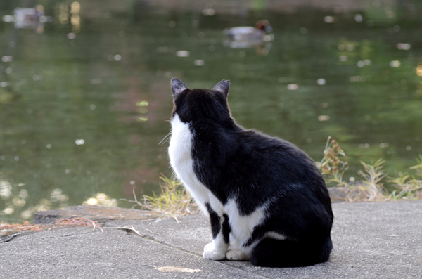 はちわれ猫