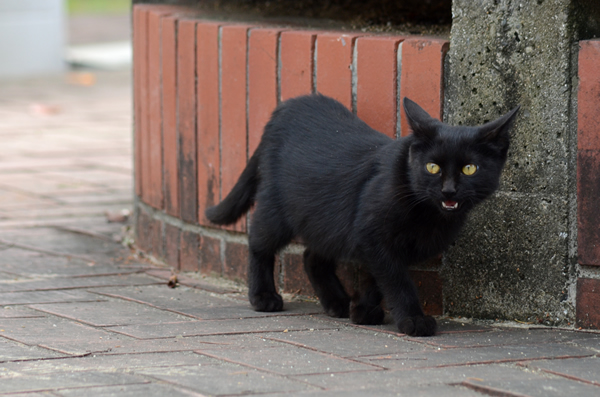 黒猫　子猫