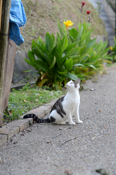 キジ白猫　子猫　なっちゃん