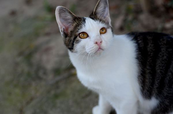 キジ白猫　子猫　なっちゃん