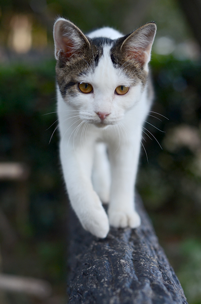 キジ白猫　子猫　なっちゃん