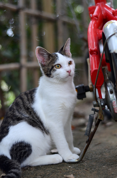 キジ白猫　子猫　なっちゃん　赤い自転車