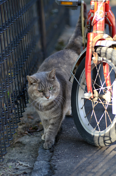 パステルさび猫　赤い自転車