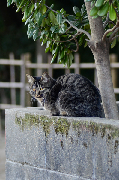 キジトラ猫　子猫