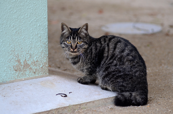 キジトラ猫　子猫