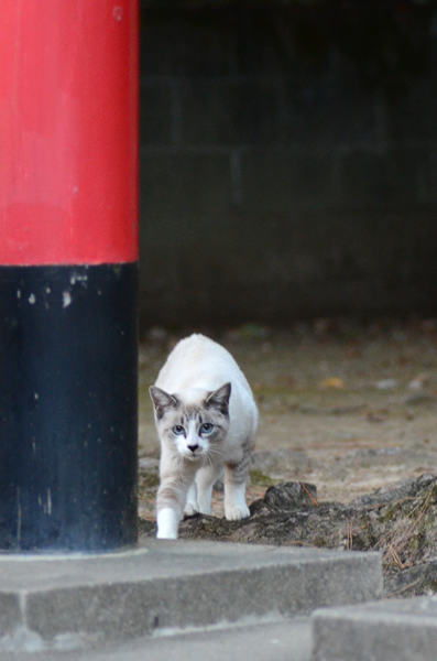 シャム猫風