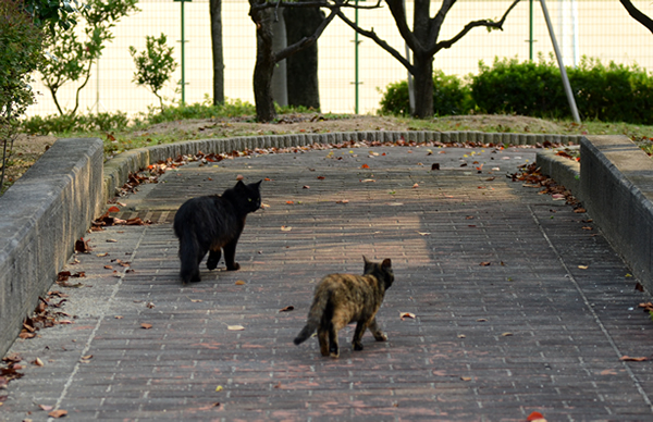 サビ猫（べっこう猫）　子猫　黒猫