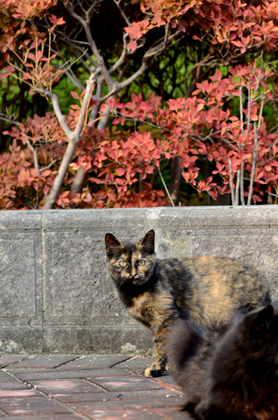 サビ猫（べっこう猫）　子猫　黒猫