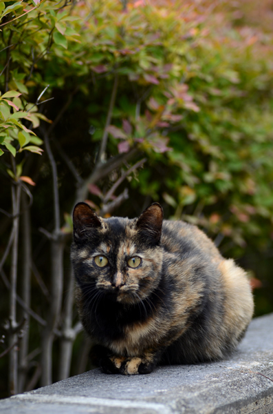 サビ猫（べっこう猫）　子猫