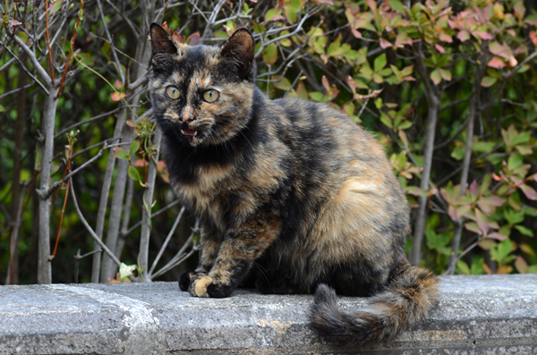 サビ猫（べっこう猫）　子猫