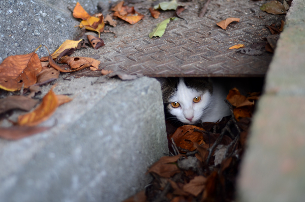 キジ白猫　子猫　なっちゃん