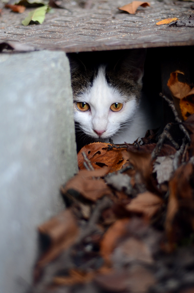 キジ白猫　子猫　なっちゃん