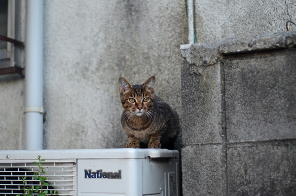 キジトラ猫　子猫