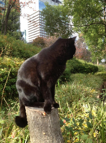 黒猫